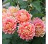 Роза Роз дэ Систэрсьян (Rose des cisterciens)DELBARD, 1998